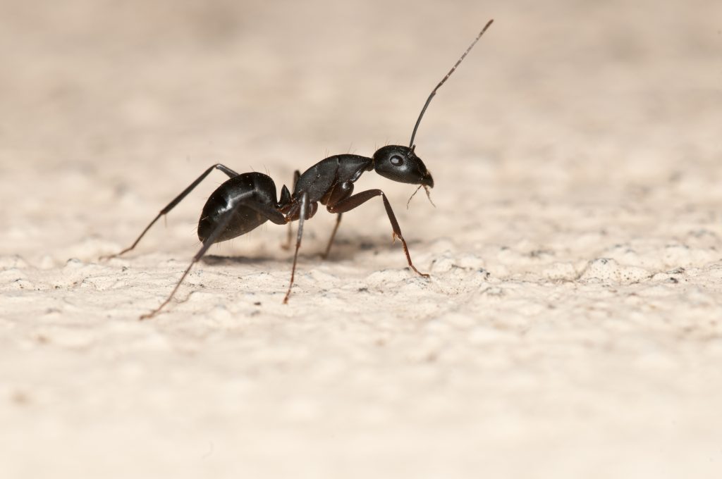 An ant infestation in Alexandria, Virginia