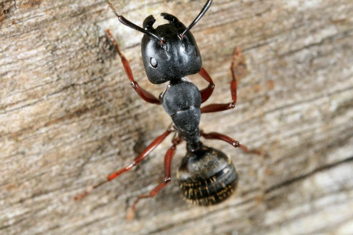 Ant Infestations are the Worst!