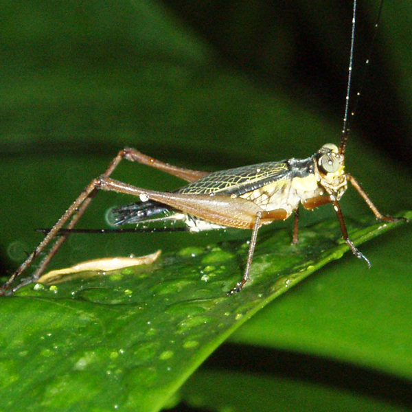 A Cricket Pest in Washington DC