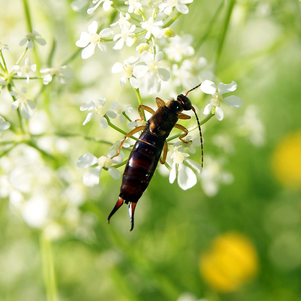 An Earwig Pest Removal in Washington DC