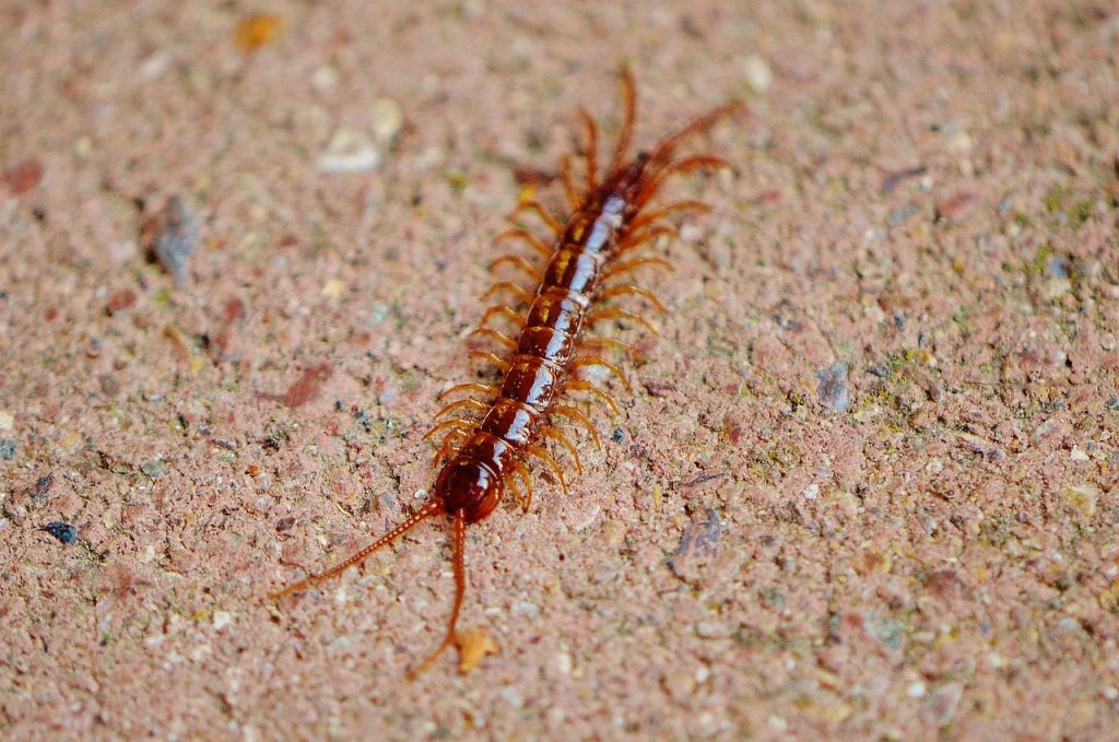 A centipede in Washington DC