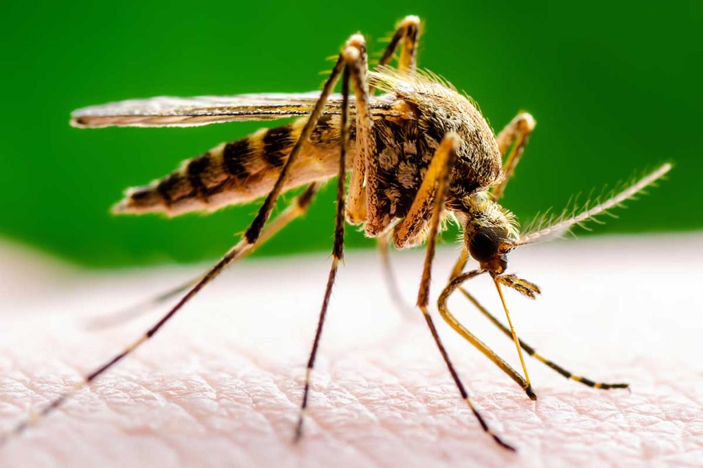 best_mosquito_control_near_me A mosquito control sucking blood from a hand in Washington, D.C.