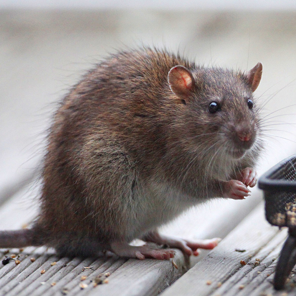 a rat infestation in Silver Spring, MD