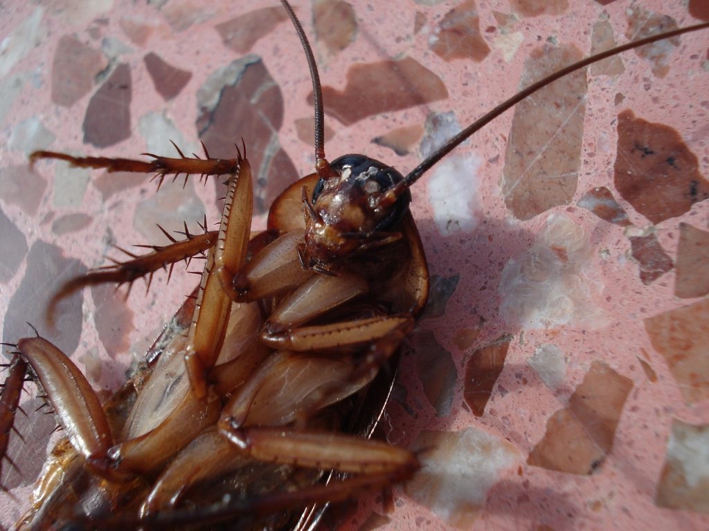 A dead Cockroach