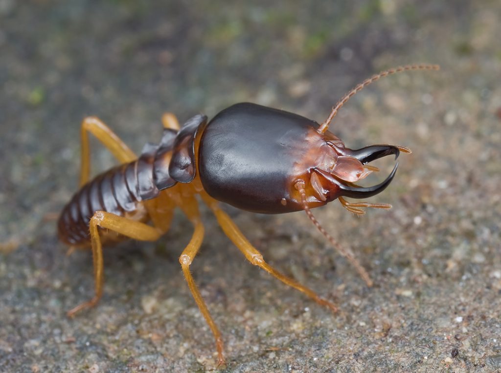 close-up of a termite
